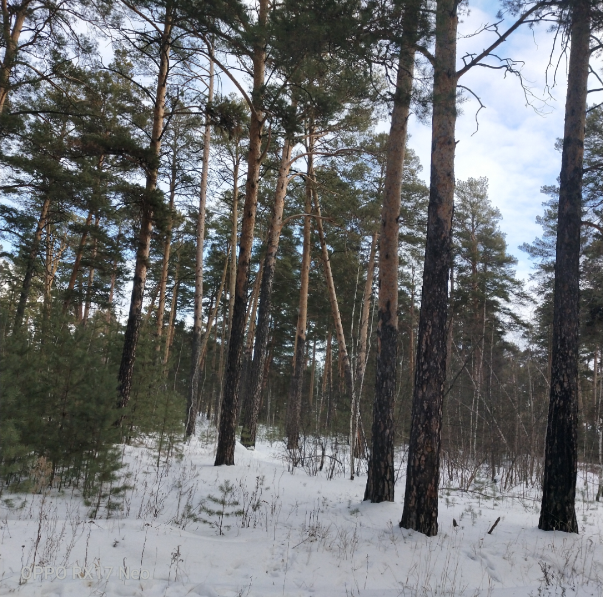 Сосна лесная